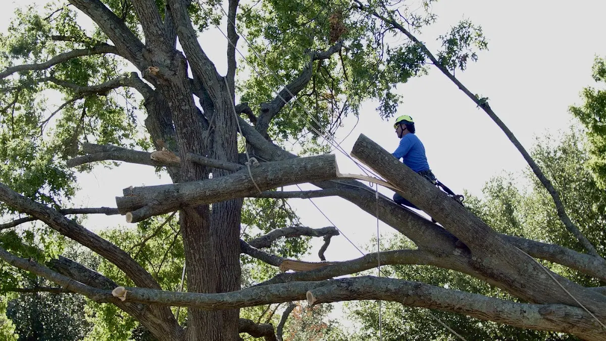 Professional Crown Thinning performed by certified arborists in Farmersville Station